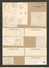 Surirella ovalis var. ovata (Kuetz.) V. H. (de-Toni-Nr.: Genus 53, Species 2271) Zeichnungen Sammlung Grunow Nr. 4709 (NHMW-BOT-W0372802)